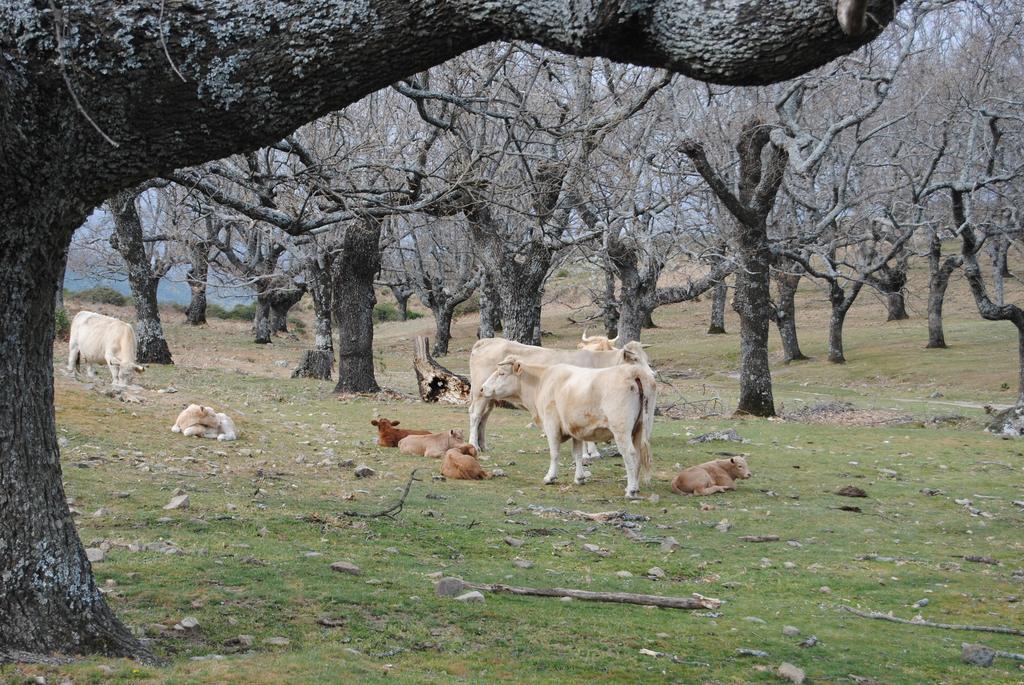Casa Rural Romanejo Cabezabellosa Екстериор снимка
