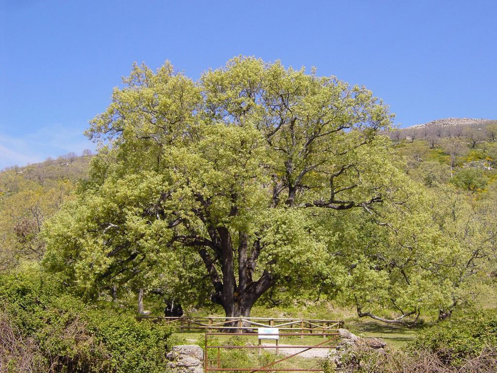 Casa Rural Romanejo Cabezabellosa Екстериор снимка